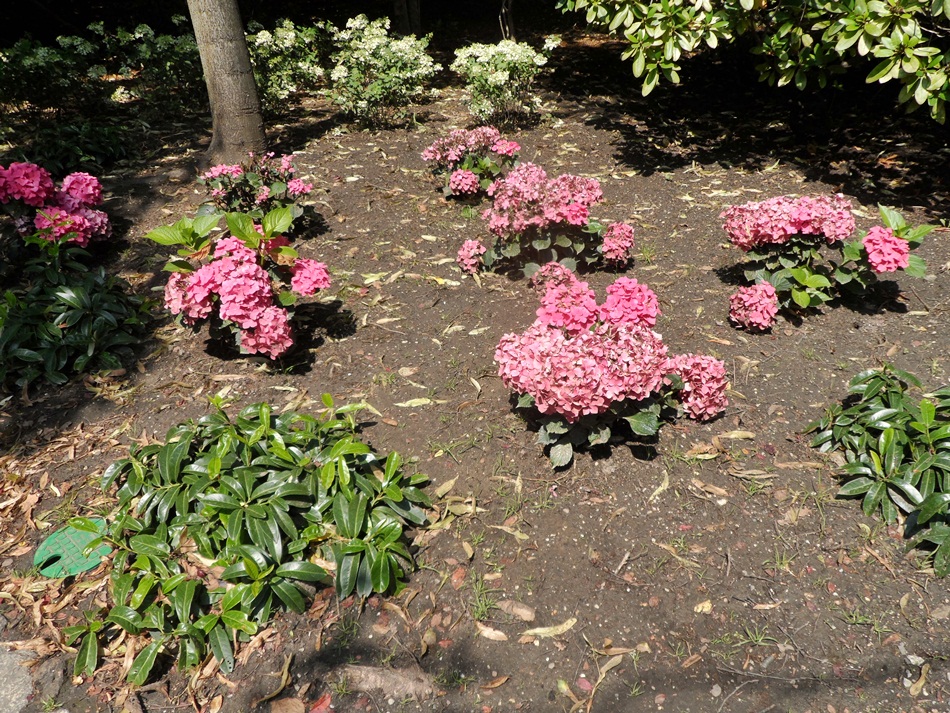 Ogród japoński we Wrocławiu