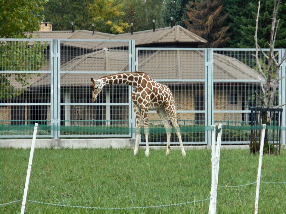 Śląski Ogród Zoologiczny w Katowicach