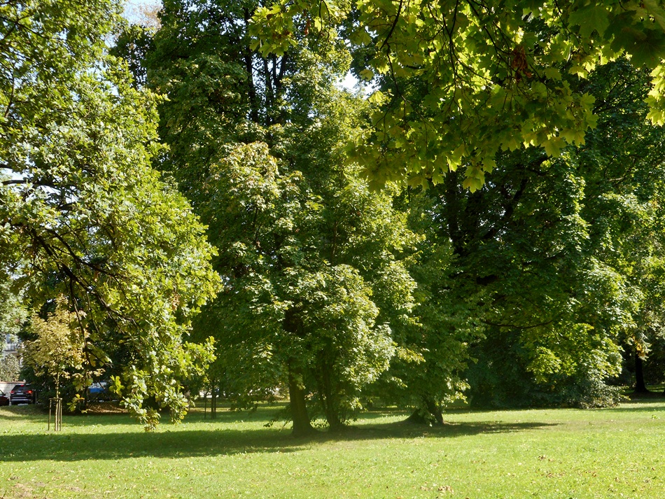 Park Decjusza w Krakowie