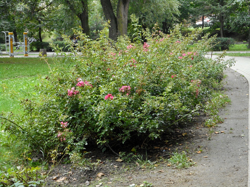 Park róż w Chorzowie