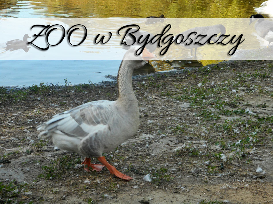 zoo_w_bydgoszczy