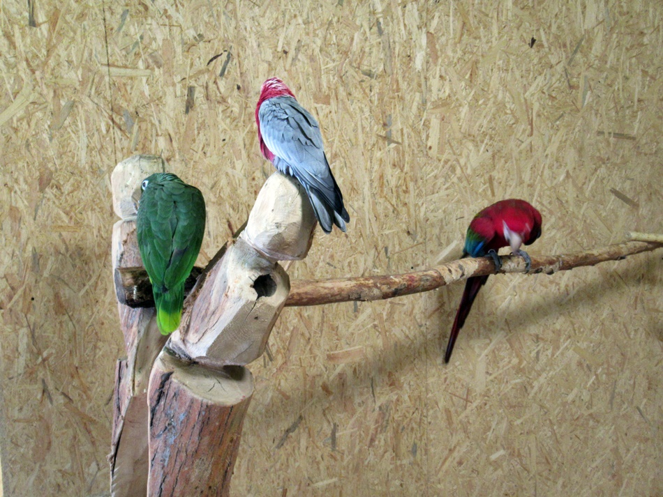 Papugarnia Krupówki w Zakopanem