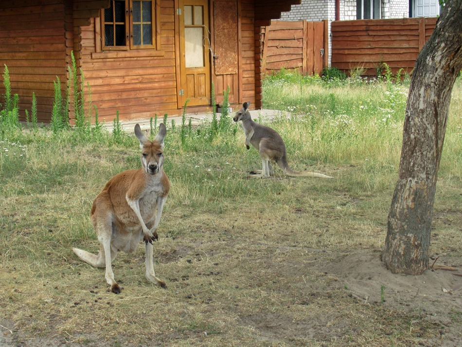 ZOO Safari w Borysewie