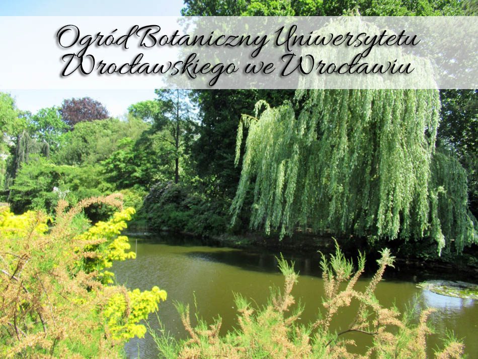 ogrod-botaniczny-uniwersytetu-wroclawskiego-we-wroclawiu