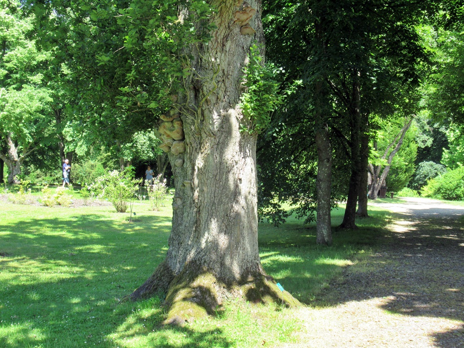 Arboretum Wirty w Borzechowie