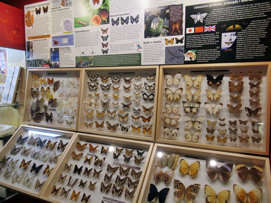 Muzeum Motyli w Łebie