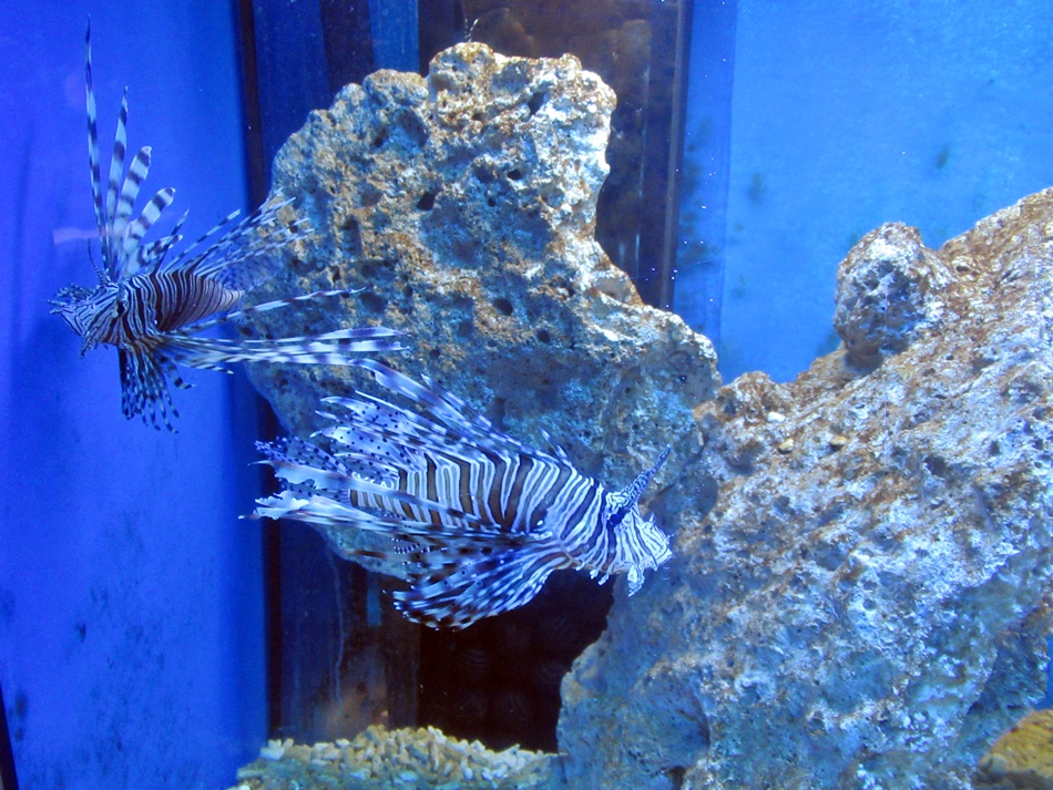 Oceanarium w Niechorzu