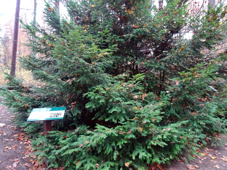 Leśne Arboretum Warmii i Mazur w Kudypach
