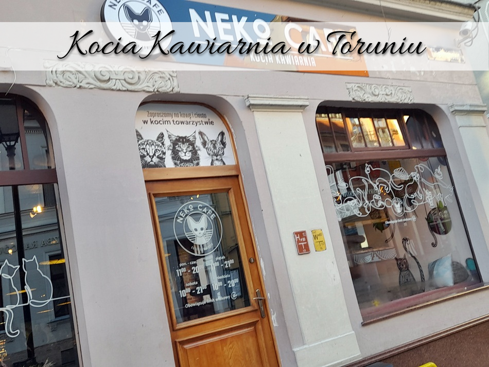Kocia Kawiarnia w Toruniu