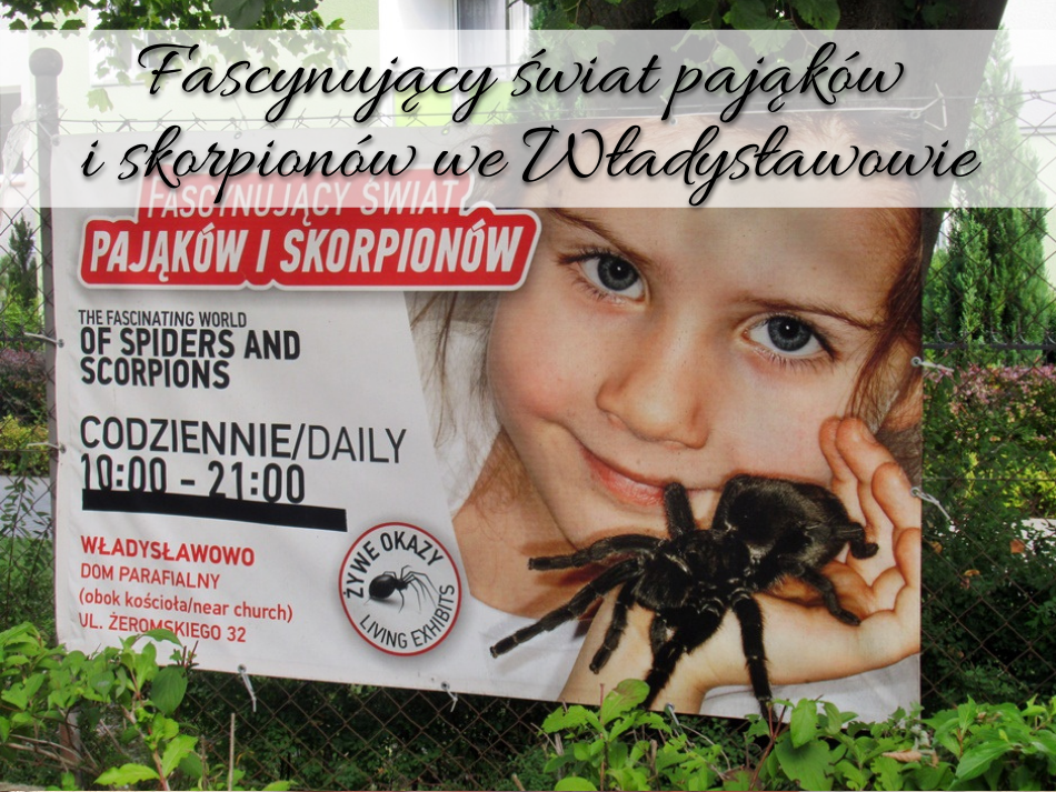 Fascynujący świat pająków i skorpionów we Władysławowie